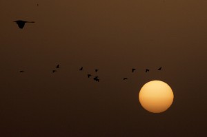 mali niger river sunset and herons