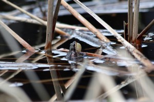 Striped Chorus Frog, Cottonwood HCA