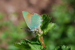 Thicket Hairstreak butterfly - Long Canyon HCA