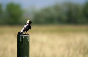 Male bobolink singing - Tallgrass West HCA