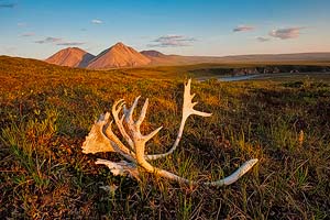 Caribou antlers on the tundra, ANWR